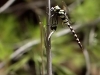 Anax immaculifrons - male catched an Epallage fatime IMG_5077