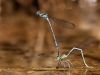 Platycnemis pennipes - ovipositing IMG_5107