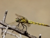 Orthetrum cancellatum - female juvenil IMG_5365