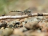 Onychogomphus forcipatus ssp. albotibialis, female IMG_5681