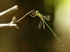 Chalcolestes parvidens - male (Lestes parvidens) IMG_5713