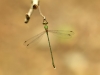 Chalcolestes parvidens - male (Lestes parvidens) IMG_5729