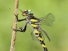 Cordulegaster picta - female IMG_6267