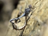 Orthetrum taeniolatum - copula IMG_6448