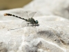 Onychogomphus forcipatus ssp. albotibialis - male IMG_6471