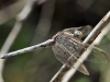 Orthetrum chrysostigma - andromorph female - IMG_6520