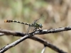 Onychogomphus forcipatus ssp. albotibialis - male IMG_6531