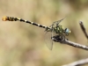 Onychogomphus forcipatus ssp. albotibialis - male IMG_6565