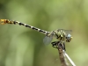 Onychogomphus forcipatus ssp. albotibialis - male IMG_6585