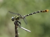 Onychogomphus forcipatus ssp. albotibialis - male IMG_6587