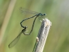 Platycnemis pennipes - copula - IMG_6778