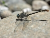 Onychogomphus forcipatus ssp. albotibialis - male IMG_7014
