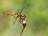 Sympetrum sanguineum - female IMG_7058