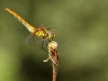 Sympetrum sanguineum - female IMG_7076