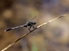 Orthetrum sabina - male IMG_7157