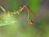 Ceriagrion georgifreyi - copula IMG_7161