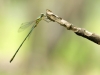 Chalcolestes parvidens - male / Lestes parvidens IMG_7262