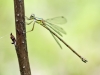 Chalcolestes parvidens - female / Lestes parvidens IMG_7282