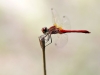 Sympetrum sanguineum - male IMG_7332