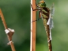 Aeshna isoceles ssp. antehumeralis - female IMG_7370