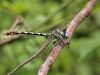 Onychogomphus assimilis - male _IMG_12