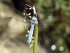 Orthetrum brunneum - male .IMG_26
