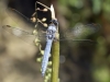Orthetrum brunneum - male .IMG