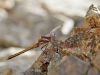 Orthetrum taeniolatum - male juvenil_j_I