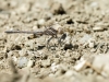 Orthetrum taeniolatum - male