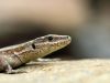 Podarcis muralis - female _IMG_1726