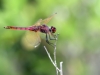 Trithemis annulata - male 141