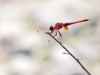 Trithemis annulata - male 142