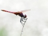 Trithemis annulata - male 143