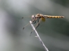 Trithemis annulata - female