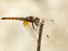 Trithemis annulata - female _IMG_1482