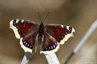 Nymphalis antiopa - 3204