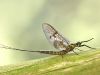 Ephemeroptera