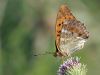 Argynnis paphia
