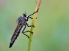 Eutolmus rufibarbis female