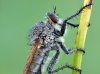 Eutolmus rufibarbis
