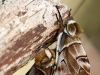 Endromis versicolora - Kopula