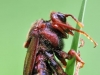 Cimbex luteus (img_4868)