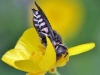 Coelioxys mandibularis cf-_img_4152