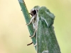Calamia tridens