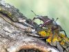 Lucanus cervus - male 2