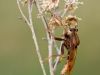 Asilus craboniformis _img_326
