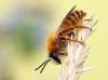 Hosenbiene-Dasypoda-hirtipes Mannchen