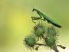 Mantis religiosa - female