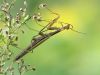 Mantis religiosa - male - img 2298