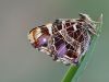 Araschnia levana